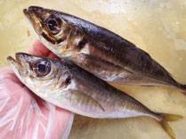 真あじ　男鹿の魚　産地直送地魚