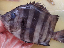 イシダイ　秋田の地魚　高級寿司　出前