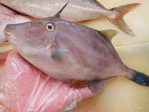 ウマヅラハギ　秋田の地魚　高級寿司　出前