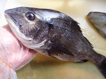黒鯛　男鹿の魚　産地直送地魚