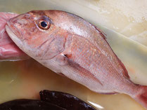 真鯛　高級魚　寿司