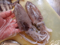 アオリイカ　秋田の地魚　高級寿司　出前