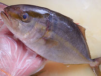 かんぱち　秋田の地魚　高級寿司　出前