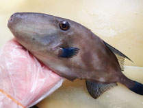 ウマヅラハギ 男鹿の魚　産地直送地魚
