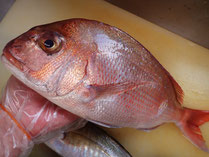 天然真鯛　秋田の地魚　高級寿司