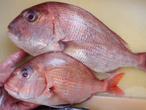 天然真鯛　秋田の地魚　高級寿司