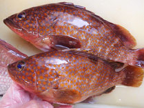 キジハタ　高級魚　寿司