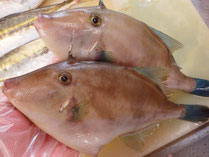 ウマヅラハギ　高級魚　寿司