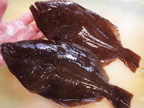 平目　高級魚　寿司