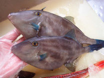 ウマヅラハギ　男鹿の魚　産地直送高級魚