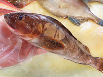 アイナメ　秋田の地魚　高級寿司