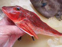 ホウボウ　男鹿の魚　産地直送高級魚