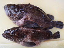 クロソイ　男鹿の魚　産地直送地魚