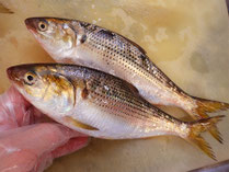 コノシロ　男鹿の魚　産地直送地魚