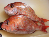 真鯛　男鹿の魚　産地直送地魚