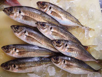 真あじ　男鹿の魚　産地直送高級魚