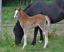 Milady Up Dream, Femelle PFS, A VENDRE