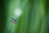 Macro photographie de Coléoptère dans des Céréales en train de s'envoler par Quatre saisons en images photos