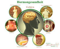 Welche Organe sind für die Hormongesundheit wichtig Heilpraktikerin Lena Brauer