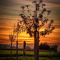 Wolkiger Sonnenuntergang mit Obstbaum