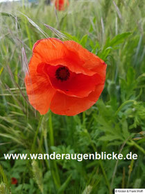 Single westerwald