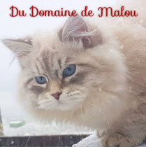 siberien allergie chat