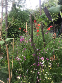 üppige Blumenwiese