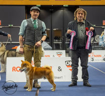 CACIB Wels - Hundeausstellung Shiba