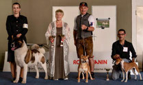 CAC Biedermannsdorf - Hundeausstellung Shiba