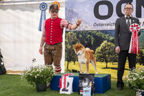 CAC Hartberg - Hundeausstellung Shiba