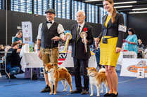 CACIB Salzburg - Hundeausstellung Shiba