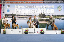 CACIB Premstätten - Hundeausstellung Shiba