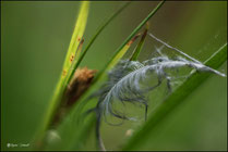 Distel und Gräser          