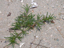 西宮の海浜植物 西宮の自然