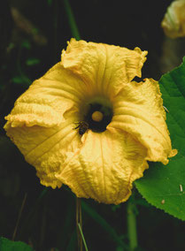 Kürbisblüte