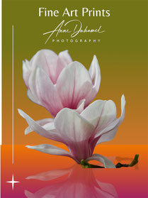 ANNE DUHAMEL PHOTOGRAPHY 