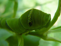 ユズの木のアゲハチョウ幼虫