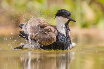 Vanneau éperonné oiseau Sénégal Afrique Stage Photo J-M Lecat Non libre de droits