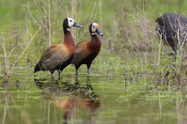 Dendrocygne veuf oiseau Sénégal Afrique Stage Photo J-M Lecat Non libre de droits