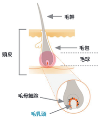 毛乳頭