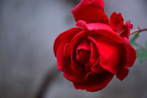Foto: Pixabay