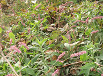 ハーブサプリメント・Herb Supplement