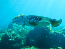 snorkeling Villefranche