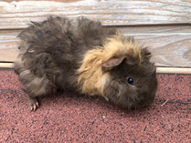 Meerschweinchen Böckli Charly