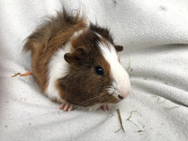 Meerschweinchen Linus - Zuchtmännchen