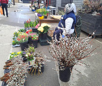 Flower seller in Riga's Agenskalns market with bunches of budding willow branches 