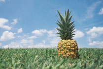 Ananas auf der Wiese mit blauem Himmel
