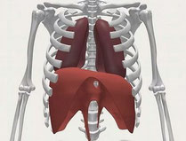 Le rôle du diaphragme dans la respiration