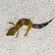 Leopardgecko 'Maunah' Blood