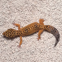 Leopardgecko 'Maunah' Blood